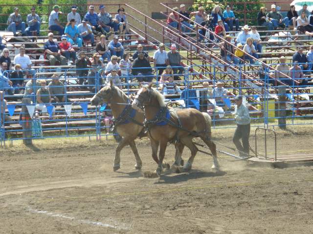 GilbertPlainsRodeo_P1020716