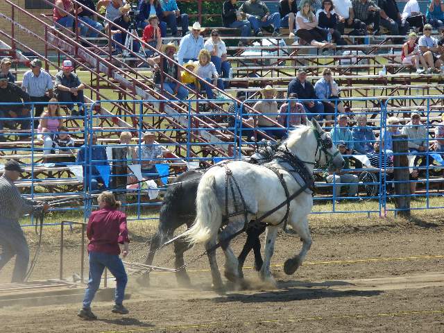 GilbertPlainsRodeo_P1020717