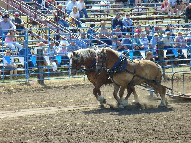 GilbertPlainsRodeo_P1020741