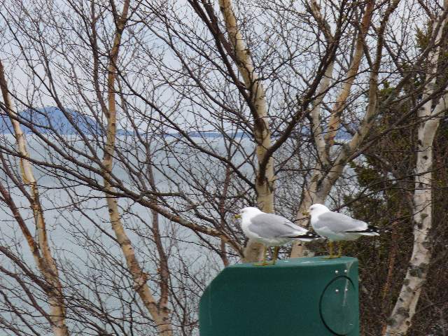 Seagulls